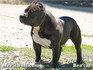 american bully pitbull 